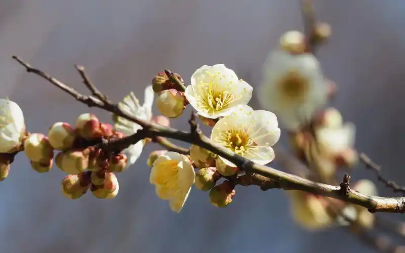 清新唯美的白梅花图片桌面壁纸