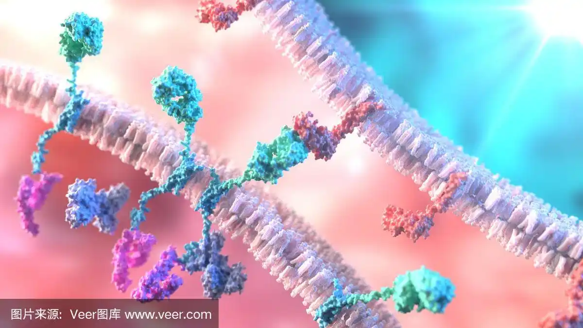嵌合抗原受体的结构