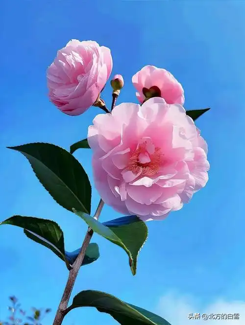 蓝天,小花,淡雅