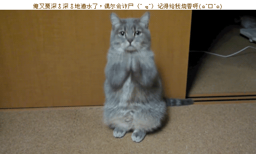 是一只猫,双手合拢上下摆动.要原图,越大越好,最好是高清没码