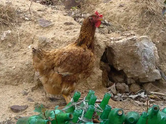 请问这是什么品种的鸡,脖子后面,尾巴后面有黑毛~o(∩_∩)o谢谢