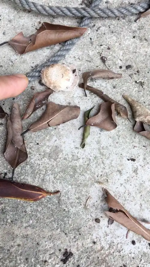 好大一个蜘蛛卵包,看到小猫嘴里叼着啥,从小猫嘴里夺下来,看到几百只