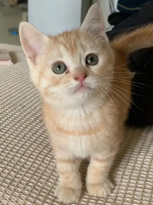 我有二胎了橘色英短弟弟还没有取名字