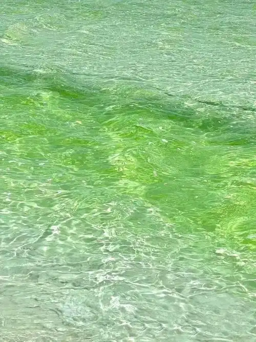 ins氛围感绿色系壁纸