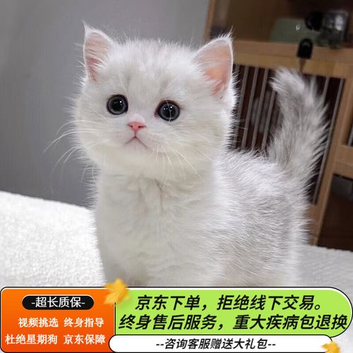 咯咪纯种英短银渐层猫小猫幼猫宠物猫英国短毛猫矮脚猫活体 宠物级