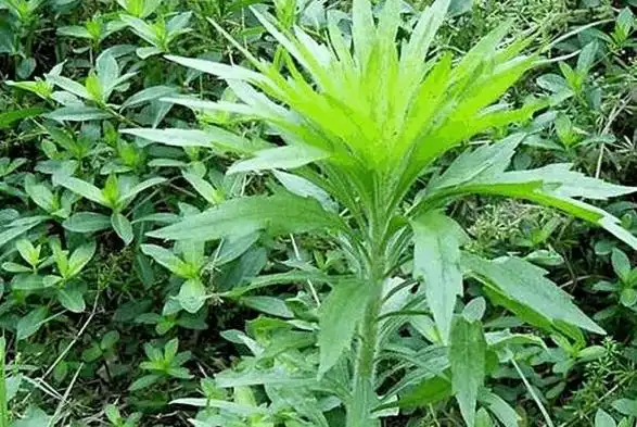 飞蓬草是农村很稀松常见的一种野草,小的时候贴地生长,长大的时候可以