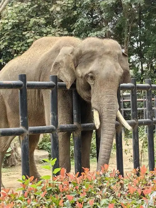 淮安动物园之旅:万物有灵,和谐共生 - 知乎