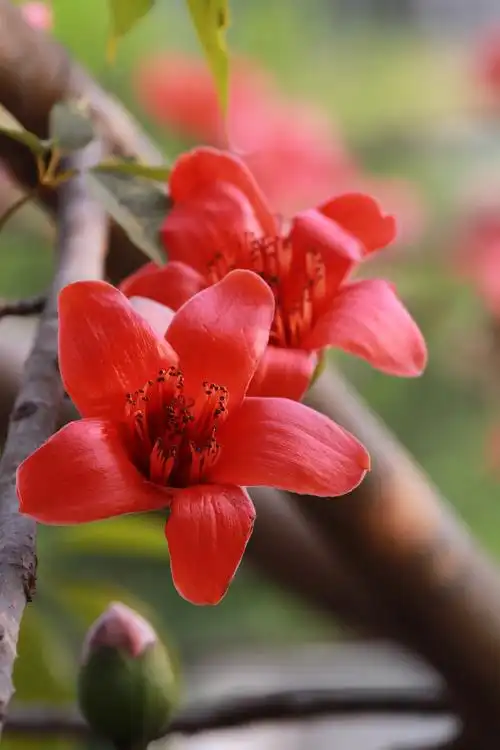 三月里的木棉花