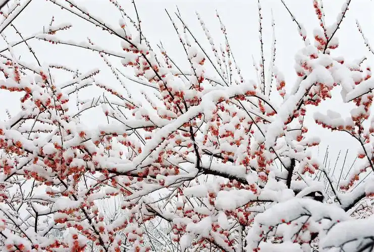 描写梅花的诗句大全(教科书必背的9首咏梅励志诗)