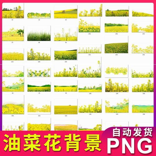 油菜花背景海报装饰边框素材图片 png透明背景 不用抠图