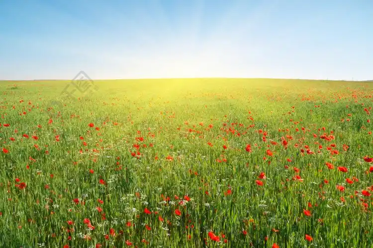 春天的花朵在绿色的草地和蓝色的sjy美丽的风景