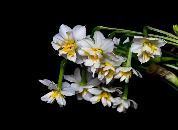 金盏银台～～水仙花