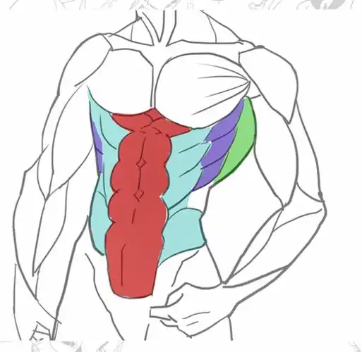 领悟了单手驾驶的能力女生马甲线腹肌的画法