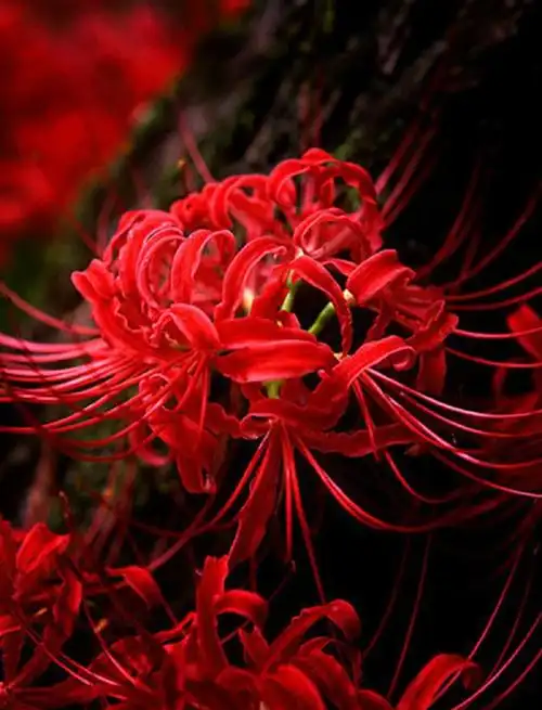 彼岸花:永恒的绝望与思念