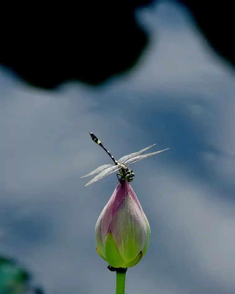 【蜻蜓摄影图片】生态摄影_太平洋电脑网摄影部落