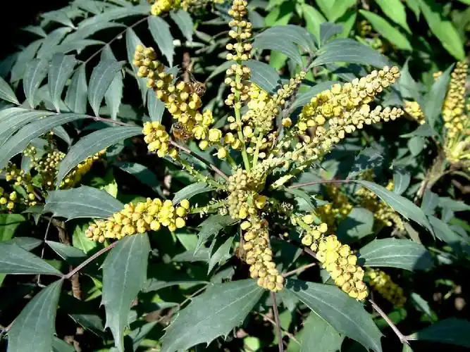 中药故事(二十五)——黄连