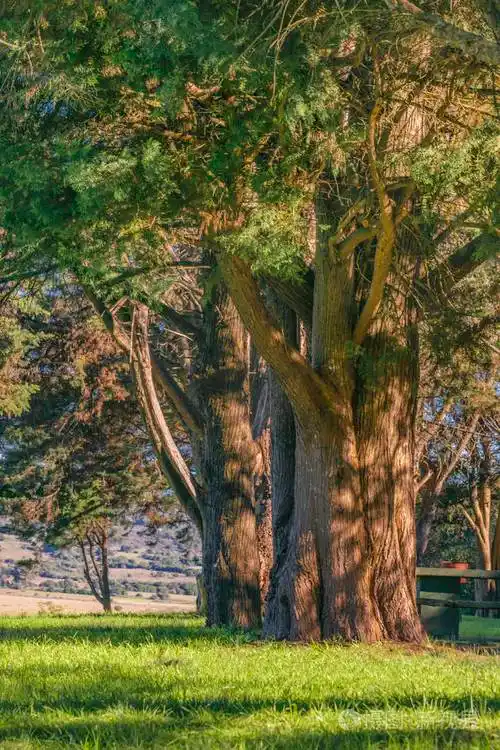 在农村乌拉圭马尔多纳多棵大树