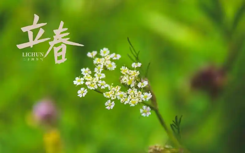 立春时节小清新文艺风背景图