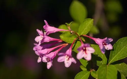 小清新粉色系植物花卉高清桌面壁纸