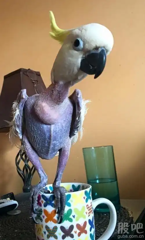 这只鸟被黑金拔光了毛了