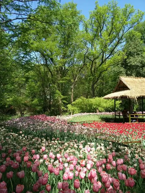 春天游南京情侣园植物园拍摄风景,花卉图片汇册《2018年4月7日,9日
