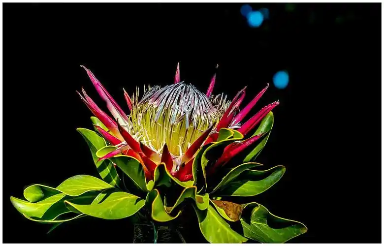 有一种花叫"帝王花",瑰丽多彩花期长,高贵优雅花朵大!