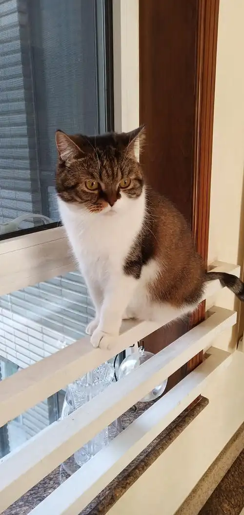 猫咪nasa4个月时来到我家,萌萌憨憨的样子超级可爱,能吃能喝还能睡,不