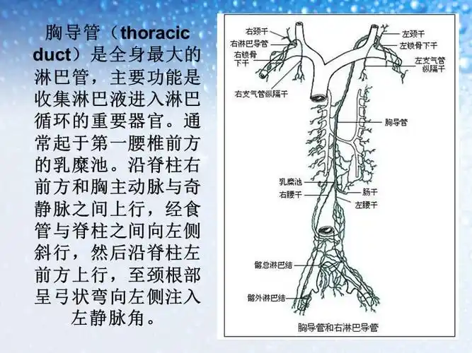 乳糜胸及乳糜腹的学习ppt