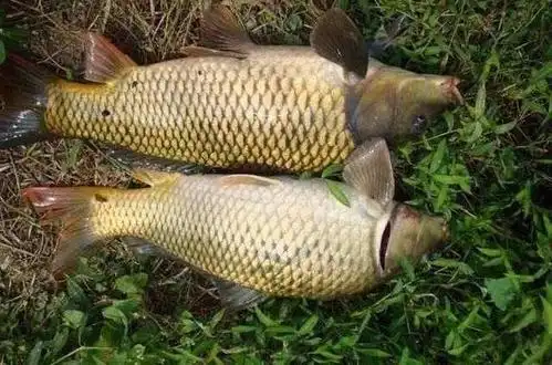 鲤鱼 野生鲤鱼特点:外观体态细长,身色黄,嘴大头大,"胡须"粗长,鳞片