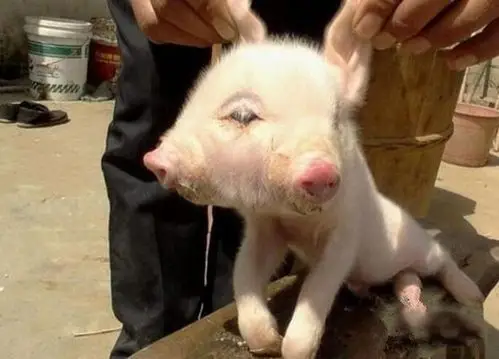 家猪产下双头猪其长相丑陋母猪嫌弃不愿喂奶