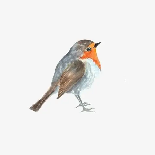彩色手绘水彩小鸟