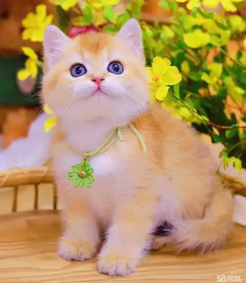 精致小网红同款 超甜超萌 金渐层 猫咪 小姐姐伴侣猫