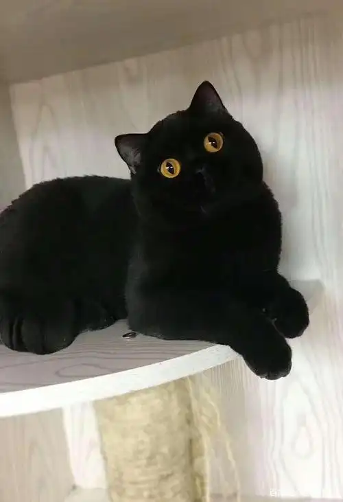 英国短毛猫-黑色