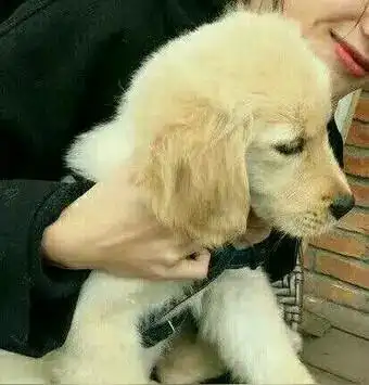 女生头像小女孩牵小狗情侣头像女孩牵着狗的情侣头像情侣头小女孩和狗