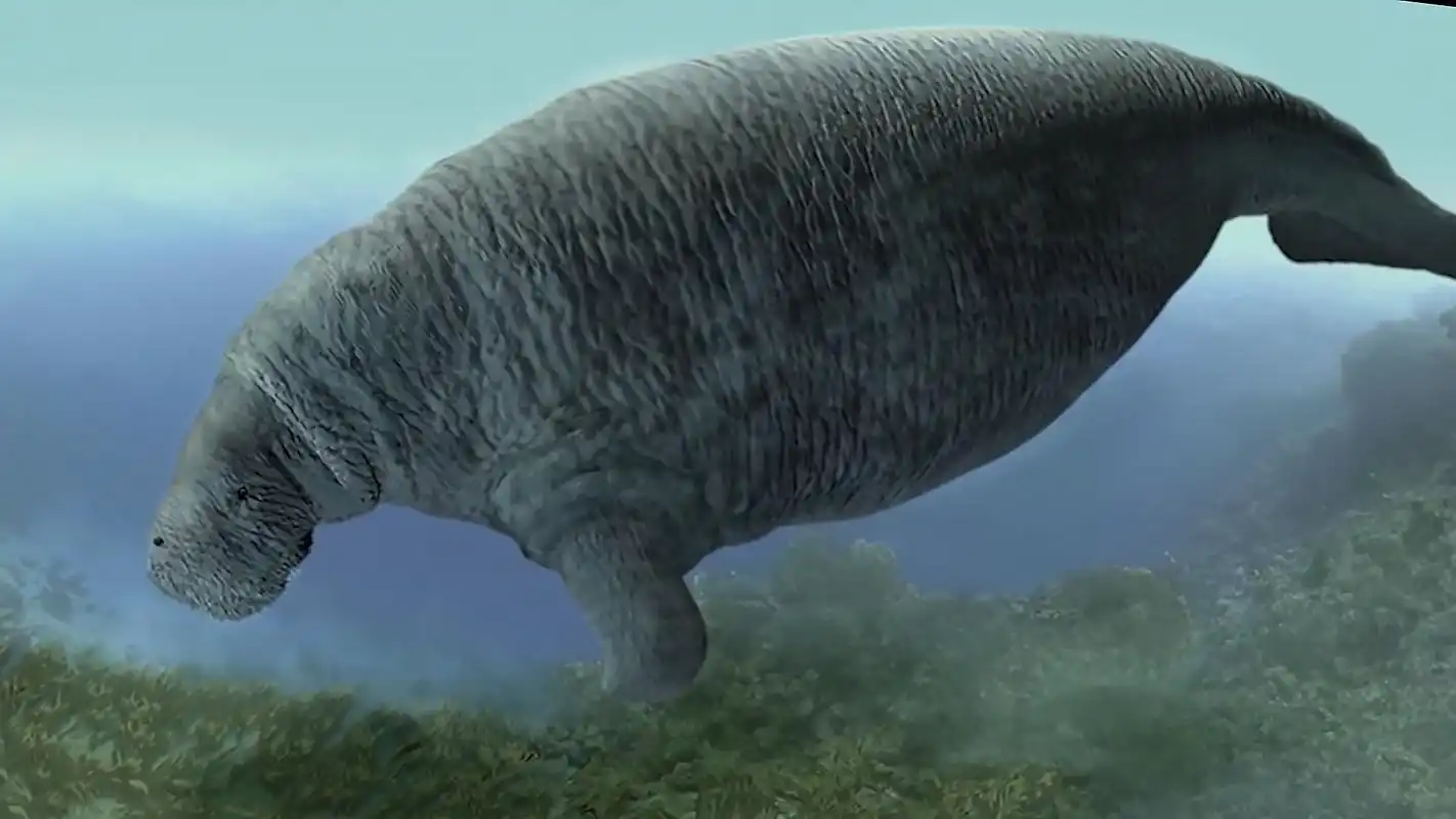 小知识:世界上海牛灭绝了吗(从发现到灭绝仅用了27年)-昌鑫号