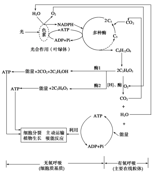 生物光合作用和细胞呼吸图解(便于理解)