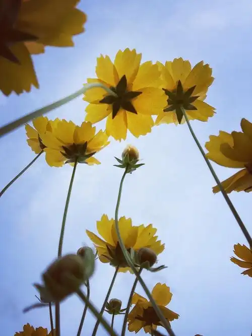 发现身边的美. 手机摄影.