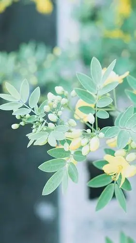 绿色养眼小清新植物,高清图片,手机锁屏桌面-壁纸族