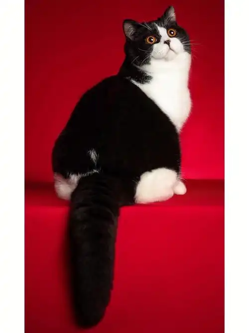 家长回访黑白色英短