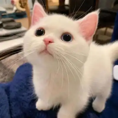 超可爱萌宠治愈小众头像合集 温暖干净简约的q萌头像图片大全_动物