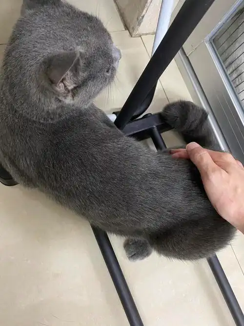 6个月大的公蓝猫,500全款