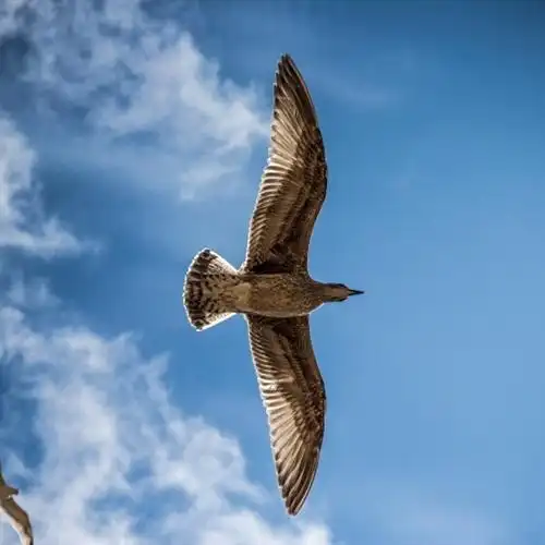 展翅飞翔的海鸥送给喜欢用海鸥做头像的人