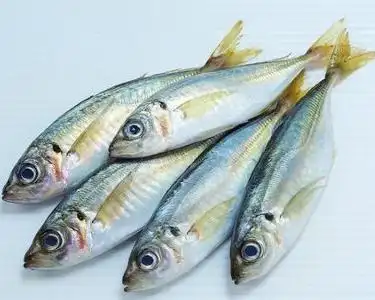 凤尾鱼属于淡水鱼还是海鲜?