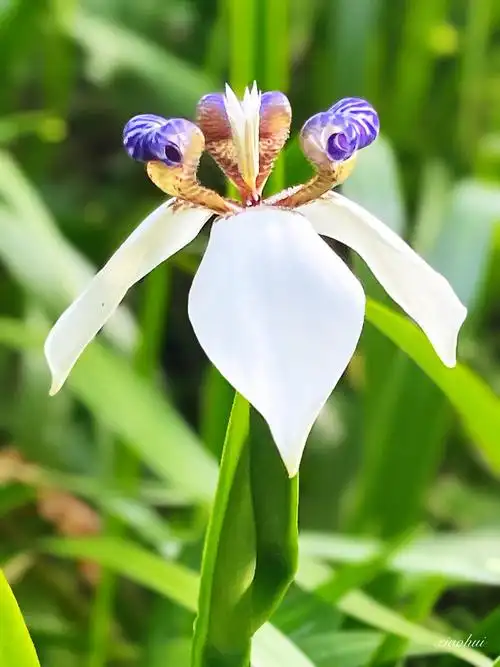 巴西鸢尾花 - 走味的咖啡 - 图虫