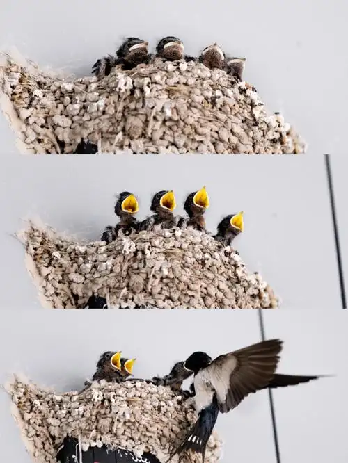 器上有燕子筑的巢,里面刚好有四只小雏鸟张着大嘴等待鸟妈妈的喂食