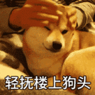 又到梅雨季狗狗也有受不了的关节炎