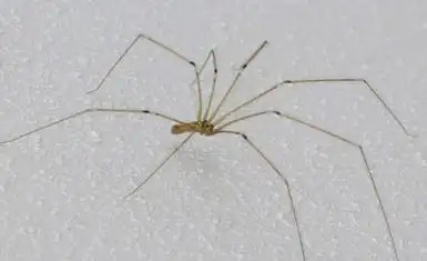 家里有细腿蜘蛛千万别打死