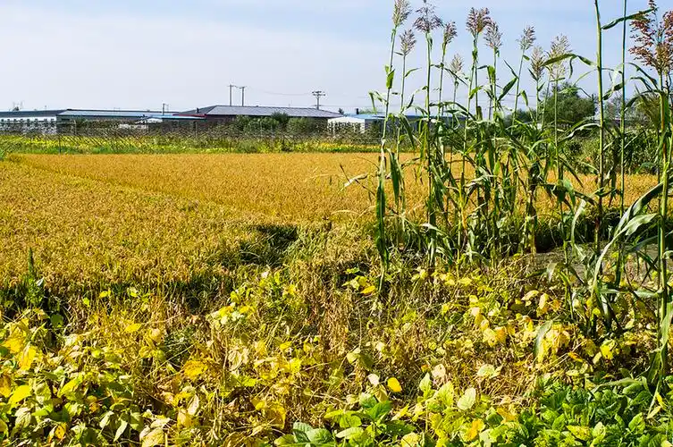 北方秋日小乡村 (共 28 p)