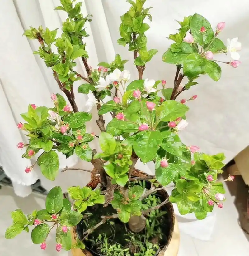 冬红果海棠 开花结实特性:3～4年始花期,始果期;结实大小年周期2～3年