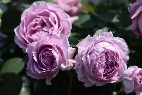 蓝色风暴  也叫"暗恋的心"